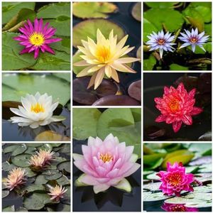 30 stuks lotuszaden bonsai - waterplanten - winterharde bloemen, tuinbloemzaden cadeau, plant bloemzaden, balkonplanten winterharde meerjarige snijbloemen, exotische planten
