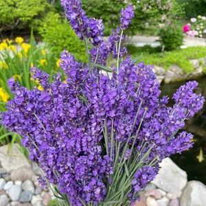 500 stuks lavendel plantenzaden, Plant kruiden, zaden Lavendelzaad biologisch/lavendelzaad - Lavandula angustifolia - kruidenzaden, verhoogde bedden voor de tuin kruidentuin, verhoogd