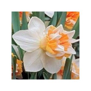 Ponak Verse 100st dubbele bloemblaadjes roze narcissen ZADEN voor het planten van wit oranje 1