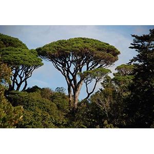 Pinus pinea: italiani semi di pietra di pino