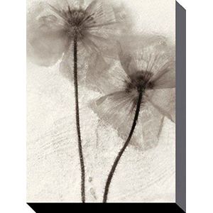 1art1 Bloemen Poster Kunstdruk Op Canvas Ice Form 60, Ryuijie Douglas Muurschildering Print XXL Op Brancard | Afbeelding Affiche 80x60 cm