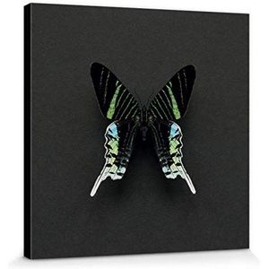 1art1 Vlinders Poster Kunstdruk Op Canvas Green Banded Urania Butterfly, Alyson Fennell Muurschildering Print XXL Op Brancard | Afbeelding Affiche 30x30 cm