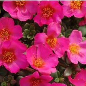 50 Semi di portulaca Toucan Fucsia succulente semi Moss Rosa semina