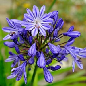 350 stuks Agapanthus plant winterharde zaden - gastgeschenk bloemzaden, balkonbed (Agapanthus africanus) snijbloemen, exotische planten bloemzaden meerjarig winterhard