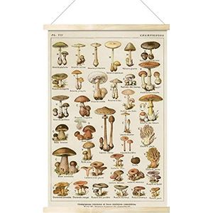 Botanical Wall Art Mushroom - Vintage Mushroom Posters, Plant Wall Decor, for Children's Room, Living Room, Nursery, Study Room, 40x60cm/16x24 Inches A/a