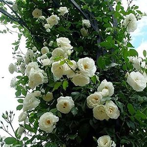 Saterkali Klimroos Zaden, 100 stks/zak Klimroos Zaden Snelgroeiende Felgekleurde Gewassen Tuinplanten Zaden voor Yard Wit rozen zaden