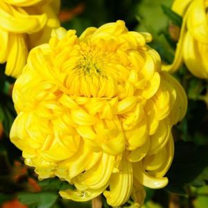 100 stuks Chrysant plantenzaden vlinder lila Dendranthema morifolium, chrysant zaden van bijenweiden robuuste balkonplanten winterhard serre balkon bonsaipot bloemenweide zaden klein