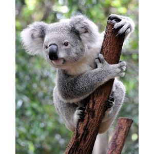 KOALA-BÄR ansichtkaart dieransichtkaart bekijken dieren uit Australië grappige wenskaart voor verzamelaars en kinderen (10578)