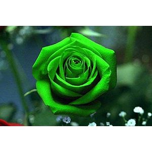 Belle semi fiore della Rosa Verde 80 SEMI -BUY 4 PUNTI
