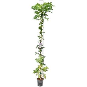 Prachtige klimplant - Chinese blauwe regen - Wisteria sinensis- 160cm pot 3 liter [4801]