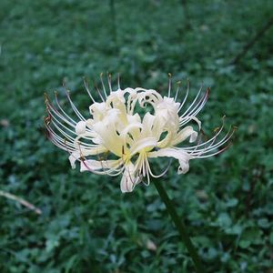 2 stuks Lycoris radiatabol, spinleliebollen Bloembollen zijn meerjarige, winterharde, duurzame geschenken spin lelie plant Winterharde vaste planten voor volle zon, bloementuin Balkonplanten