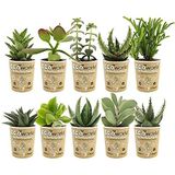 vdvelde.com - Mini Succulenten - Vetplanten Mix 10 stuks - Succulent Ø 6 cm - Hoogte 8-15 cm