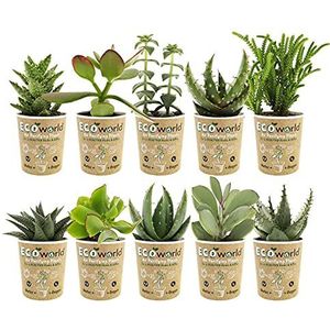 vdvelde.com - Mini Succulenten - Vetplanten Mix 10 stuks - Succulent Ø 6 cm - Hoogte 8-15 cm