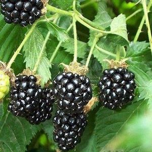 50 Semi di Blackberry Bush di frutta (Rubus laciniatus)