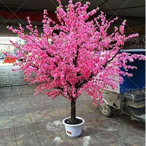 Portal Cool Light Pink 10 pezzi: 20 giapponese Pink Cherry Blossom Semi albero orientale dolce Prunus:Seeds