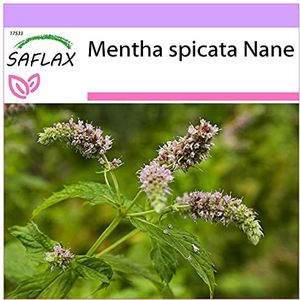 SAFLAX - Kruiden - Mexicaanse Nana Mint - 500 Zaden - Mentha spicata