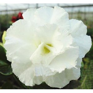 20 Semi Fresh Adenium Obsum Le Roses of the Rare Desert Www Quatrobiancokingus: Only Seeds Not A Live Plants
