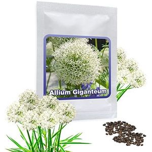 Giant Allium giganteum 30 zaden - witte bloemen - winterharde vaste plant