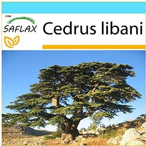 SAFLAX - Cadeauset - Libanon - Ceder - 20 Zaden - Met geschenkdoos, kaart, etiket en potgrond - Cedrus libani