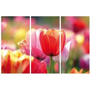 1art1 Bloemen Poster Kunstdruk Op Canvas Red And Pink Tulips In A Field, 3 Parts Muurschildering Print XXL Op Brancard | Afbeelding Affiche 180x120 cm