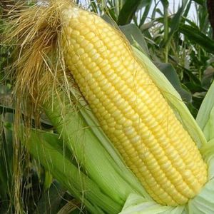 230 Stuks Zoete Wasachtige Maïs Zaden Gezond Gemakkelijk Groeien Groente Farm Yard Tuinplanten Tuinieren Zaden Voor Nu Planten Maïs Zaden