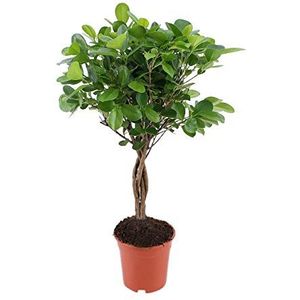 Kamerplant van Botanicly – Rubberboom – Hoogte: 70 cm – Ficus elastica