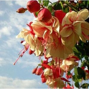 120PCS Multicolor Pink Double Petals Fuchsia Seeds Potted Flower Seeds Potted Plants Hanging Fuchsia 2: Only seeds