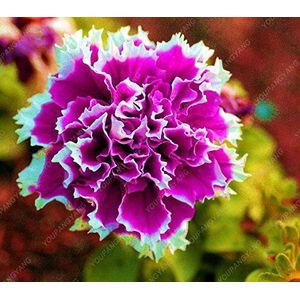 Seeds 50 seed pieces of the petunia rare perennial petunia ornamental seeds of garden of home seeds of plants in white flowers pots bonsai: Only seeds