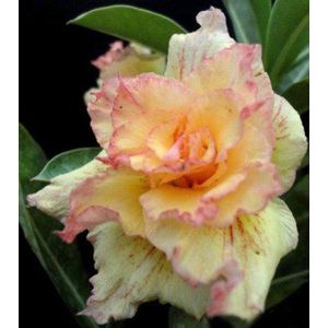 20 semi freschi Adenium Obesum Desert Rose www Rare Triple-Giallo-Fire-us