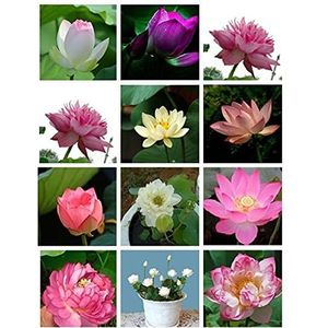 Haloppe 20 stks Lotus Bloemen Planten Zaden voor Thuis Tuin Planten, mix Lotus Zaden Waterlelie Bonsai Balkon Tuin Hydrocultuur Bloem Plant Lotus Zaden