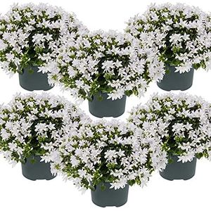 6x Campanula 'Ambella White'- Klokjesbloem - Bodembedekker - Winterhard - ⌀10,5 cm - 10-15 cm