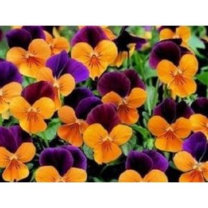 Viola - Penny Arancione Jump Up - 15 Semi