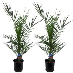 Trendyplants - 2x Phoenix Canariensis - Dadelpalm - Winterhard - Tuinplant - Hoogte 70-90 cm - Potmaat Ø15cm