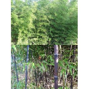 60 stuks bamboe plantenzaden - bomen tuin winterhard, Fargesia spathacea, kas balkon decoratieve planten praktische cadeaus verhoogd bed balkon winterhard containerplanten potplanten