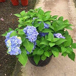 10pcs/bag blu Hydrangea di semi vari Ortensia Fiore semi china ortensia bonsai Viburnum pianta da vaso per la casa e il giardino 5