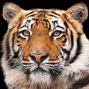 20 servetten wilde tijger | dieren | Azië | tafeldecoratie | decoupage | servettechniek 33 x 33 cm