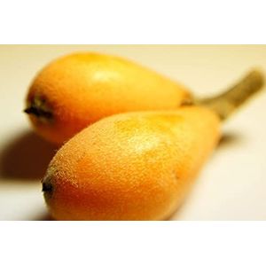 frutta RareGiant TANAKA LOQUAT varietyLargest, migliore varietà Nespolo -3 semi