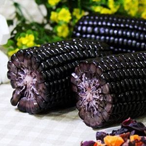 Haloppe 10 stks zwarte maïs groenten zaden voor thuis tuin planten, zwarte maïs zaden fruit groente tuin achtertuin boerderij plant Maïs Zaden