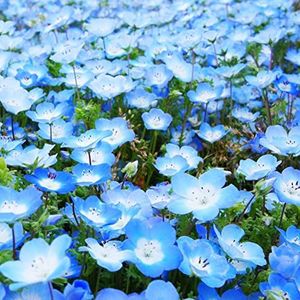 Haloppe Pak van 100 Bloemen Planten Zaden voor Thuis Tuin Planten, Bloemzaden Meerjarige Verse Snelgroeiende Baby Blauwe Ogen Bloemzaden voor Tuin Blauw