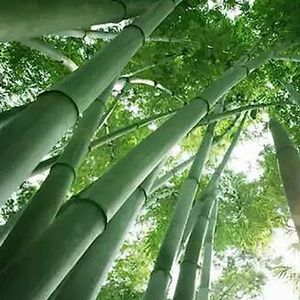 200 stuks Giants Bamboo Seeds Garden Backyard Farm Field Shade Plant Home Decor Flower Fruit Tree Groentezaden Bamboe zaden