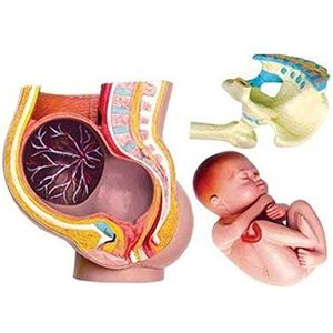 Educatief Model, 27-Delige Zwangerschapsbakken Model Anatomie Model Menselijk Zwangerschapslichaam 4D Menselijke Anatomie Model Puzzel Speelgoed Medisch Onderwijs