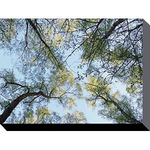 1art1 Bomen Poster Kunstdruk Op Canvas Spring Morning Tree Tops, Alyson Fennell Muurschildering Print XXL Op Brancard | Afbeelding Affiche 80x60 cm