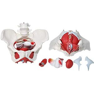 Vrouwelijk Bekkenbodemspiermodel, 6-Delig Bekkenbodemspiermodel, Anatomisch Model Van Bekkenbodemspieren Voor Medisch Onderwijs Met Beweegbare Organen