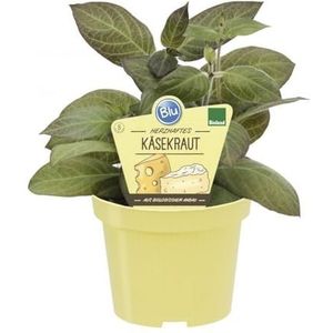 Paederia lanuginosa Kaaskruid in biologische kwaliteit, kruidenplant in pot van 12 cm