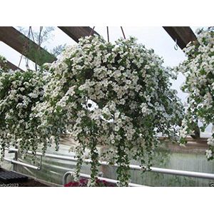 40 White Bacopa Seeds - Perfect flower seeds for hanging baskets and windowboxes!