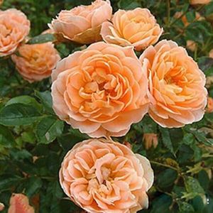 100 stks/zak Klimrooszaden Snelgroeiende felgekleurde gewassen Tuinplanten Zaden voor tuin Tuinieren Zaden om nu te planten Oranje rozen zaden