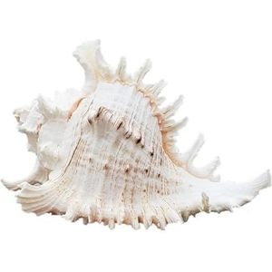Top 10 schelpen: ontdek de mooiste soorten op het strand