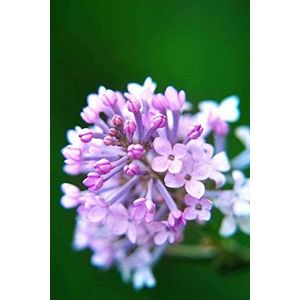 100pcs/White Pack giapponese lilla Semi (profumatissimo) semi spicchio di fiori per la casa e giardino 10