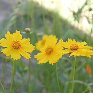 Tickseed 'Mayfield Giant' - Coreopsis grandiflora 'Mayfield Giant' Flower Seeds, Also Known as American Daisy Home Garden Seeds ing by Heavy Torch, 10 Grams: Only seeds