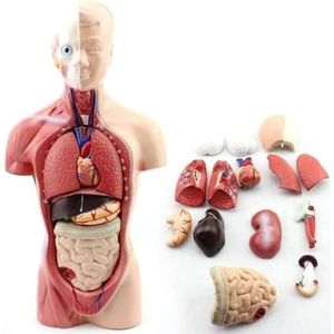 LSOAARRT Menselijk Torso Lichaam Anatomie Model Met 15 Verwijderbare Onderdelen-Hart Viscerale Hersenen Skelet Medische School Verpleging Educatief Leverancier 11 Inch